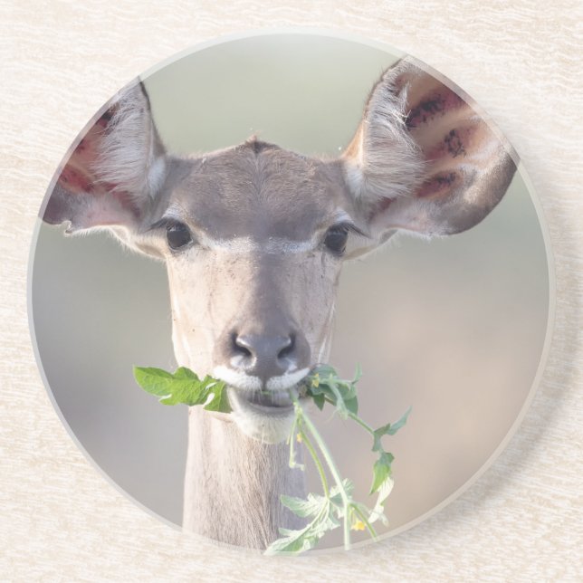 Kudu portrait coaster (Front)