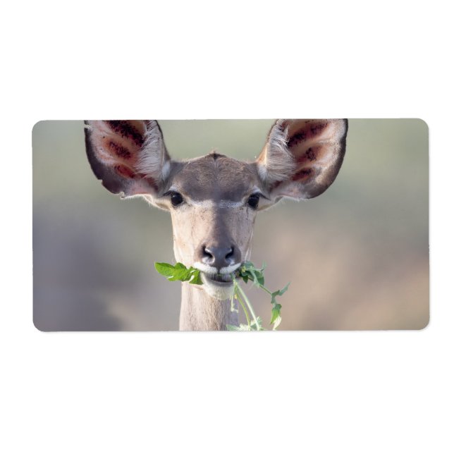 Kudu portrait label (Front)