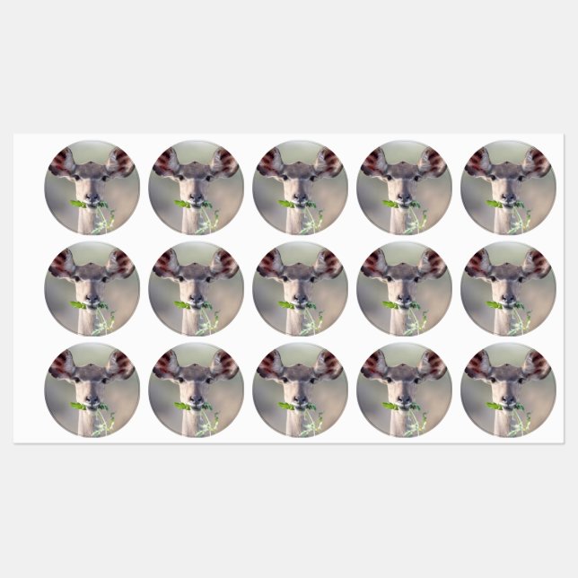 Kudu portrait labels (Sheet)