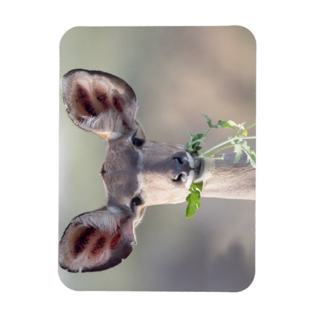 Kudu portrait magnet (Vertical)