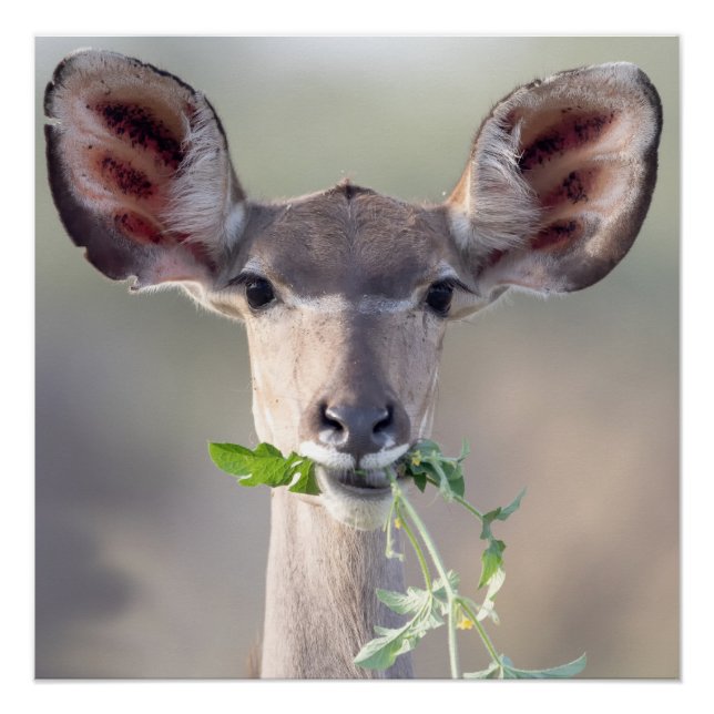 Kudu portrait poster (Front)