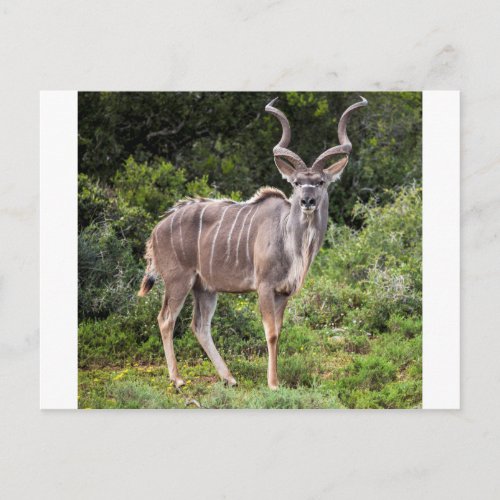 Kudu Postcard