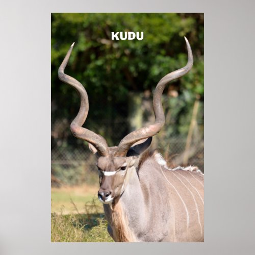 Kudu Poster