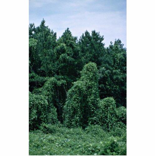 Kudzu Overgrown Forest Cutout