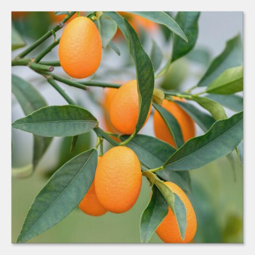 Kumquat growing on tree  sign