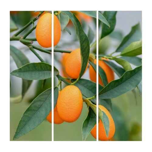 Kumquat growing on tree  triptych