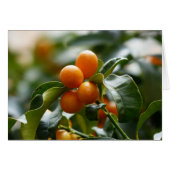 Kumquats on Kumquat Tree Branch (Front Horizontal)