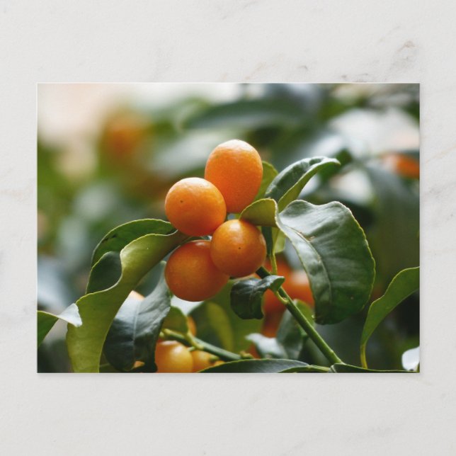 Kumquats on Kumquat Tree Branch Postcard (Front)
