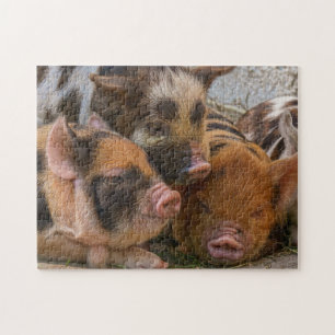 KuneKune Piglets Jigsaw Puzzle