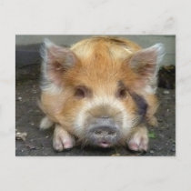 KuneKune Pigs Postcard