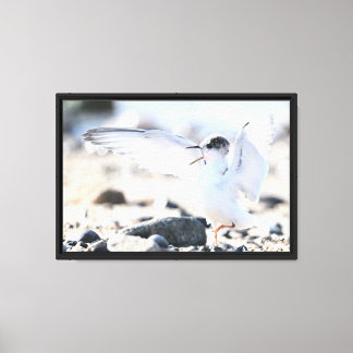 kung fu - Little tern Canvas Print