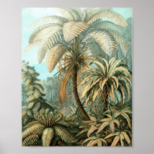 Kunstformen der Natur, Filicinae - Ernst Haeckel Poster