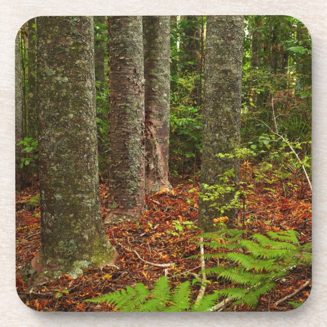 Kuri trees | New Zealand Beverage Coaster (Front)