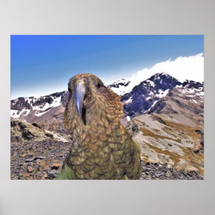 Kurious Kea Poster