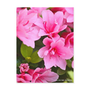 Kurume Azalea Postcard