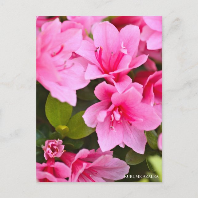 Kurume Azalea Postcard (Front)