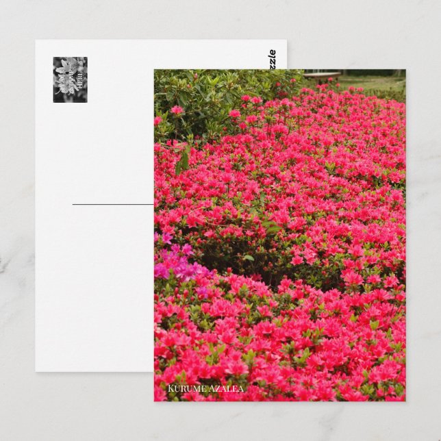 Kurume Azalea Postcard (Front/Back)
