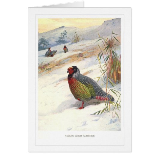 Kuser's Blood Partridge; Cards (Front)