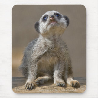 Kute Kat Mousemat Mouse Pad