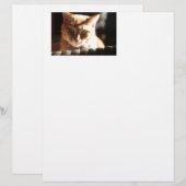 Kute Kitty! (Front/Back)