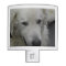 Kuvasz Dog Breed
