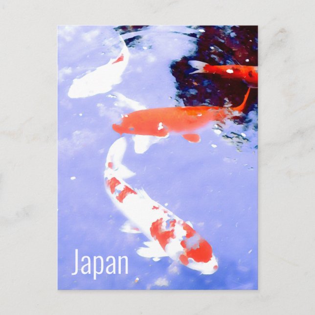 Kyoto Japan Kohaku koi carp Japanese travel Postcard (Front)