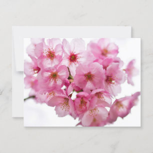 Kyoto Nights: Lantern-Lit Sakura Postcard