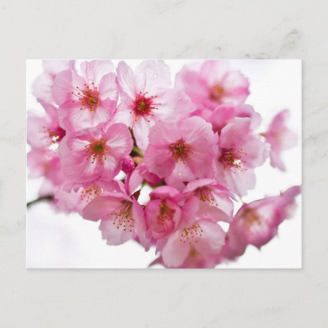 Kyoto Nights: Lantern-Lit Sakura Postcard (Front)