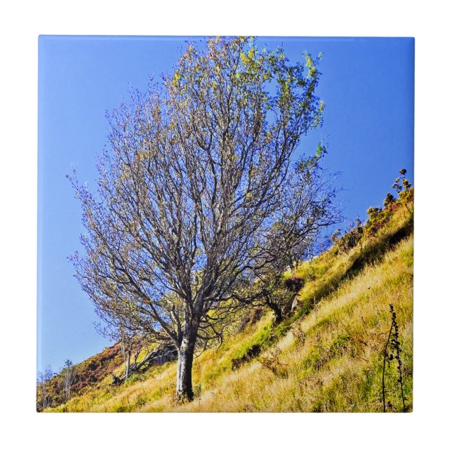 L0NE TREE CERAMIC TILE (Front)