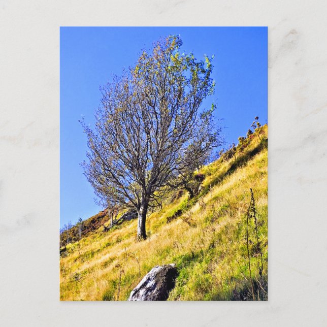 L0NE TREE POSTCARD (Front)