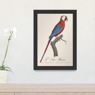 L' Ara Macao / Red and green Macaw  Framed Art
