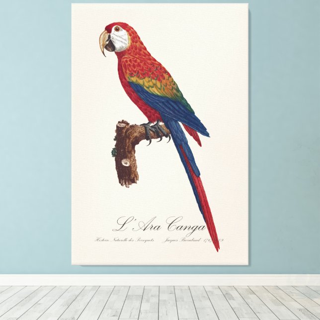 L' Ara Macao / Scarlet Macaw  Canvas Print (Insitu(Wood Floor))