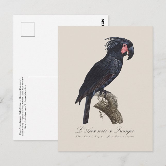 L' Ara Noir a Trompe / Palm Cockatoo  Postcard (Front/Back)