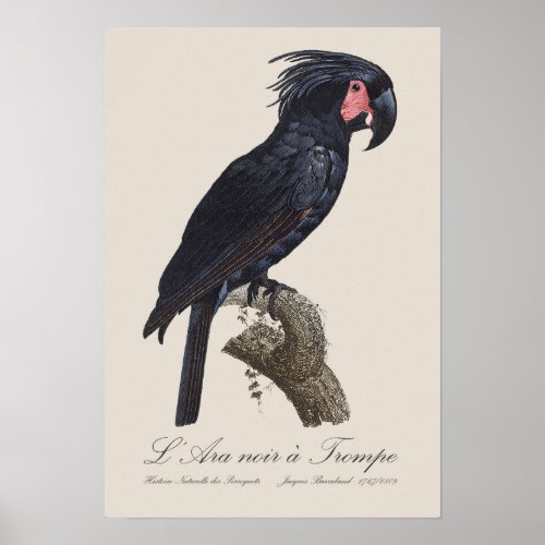 L Ara Noir a Trompe  Palm Cockatoo Poster