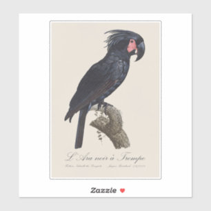 L' Ara Noir a Trompe / Palm Cockatoo Sticker