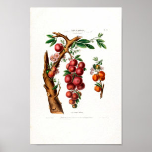 La Cerise Creole Vintage Botanical Flore D Ameriqu Poster