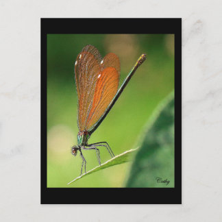 La demoiselle postcard