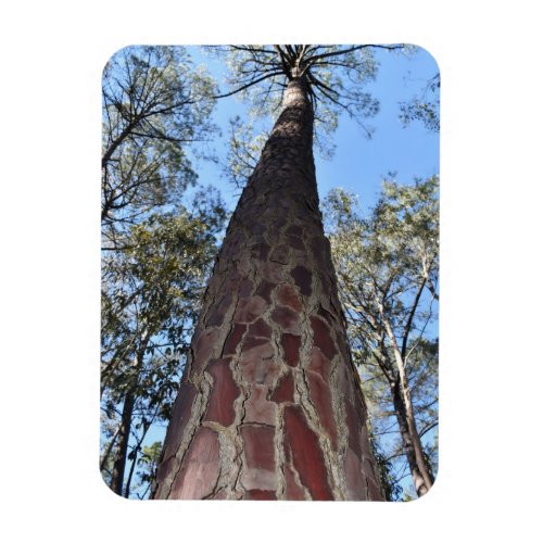 La Gerche Ponderosa Pine Flexible Magnet