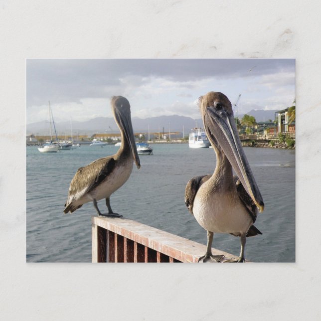 La Guancha en Ponce Postcard (Front)
