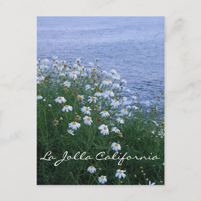 La Jolla Flowers and ocean Postcard (Front)