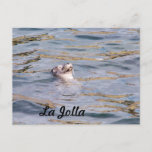 La Jolla Seal Postcard