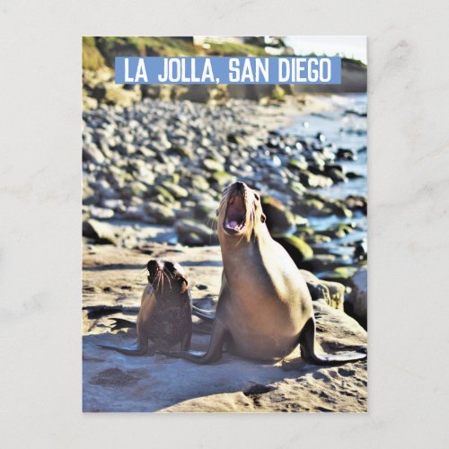 La Jolla Seals Holiday Postcard