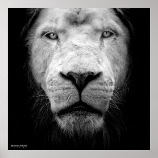 La lion blanc - The white lion Poster