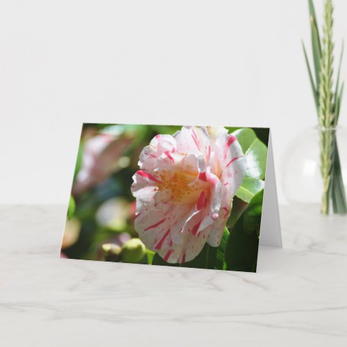 La Peppermint Camellia Close Up  Frameable Art Card