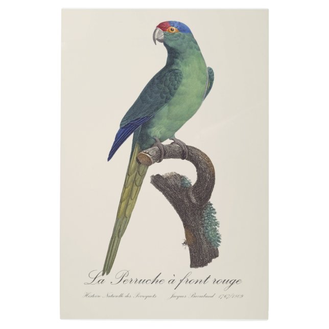 La Perruche a front rouge  Metal Print (Front)