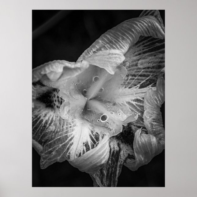 La Pluie Noir - Fortnight Lily, Transparent Poster (Front)