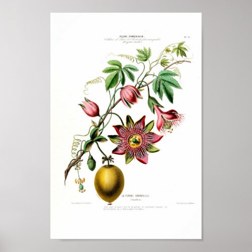 La Pomme Grenadille Pink Floral Vintage Flore D Am Poster