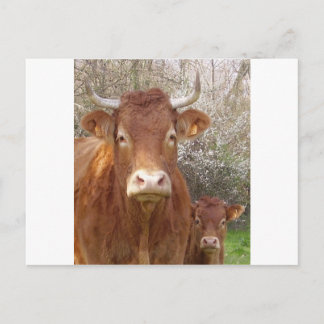 La vache et son veau postcard