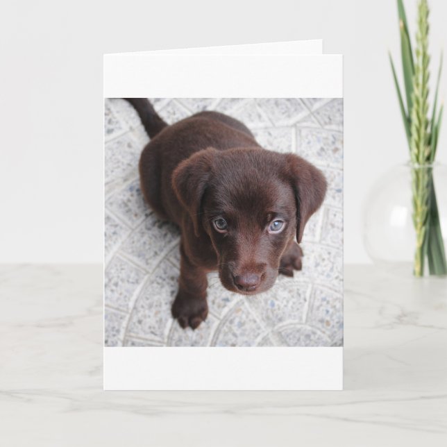 lab chocolate puppy sitting second card (Front)