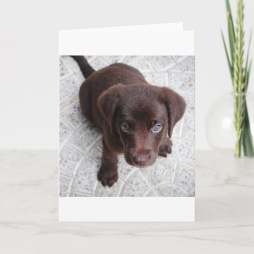 lab chocolate puppy sitting second card